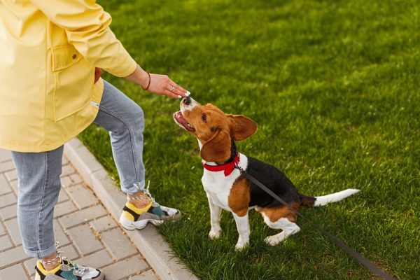 5 Things Every First-Time Dog Owner Should Know